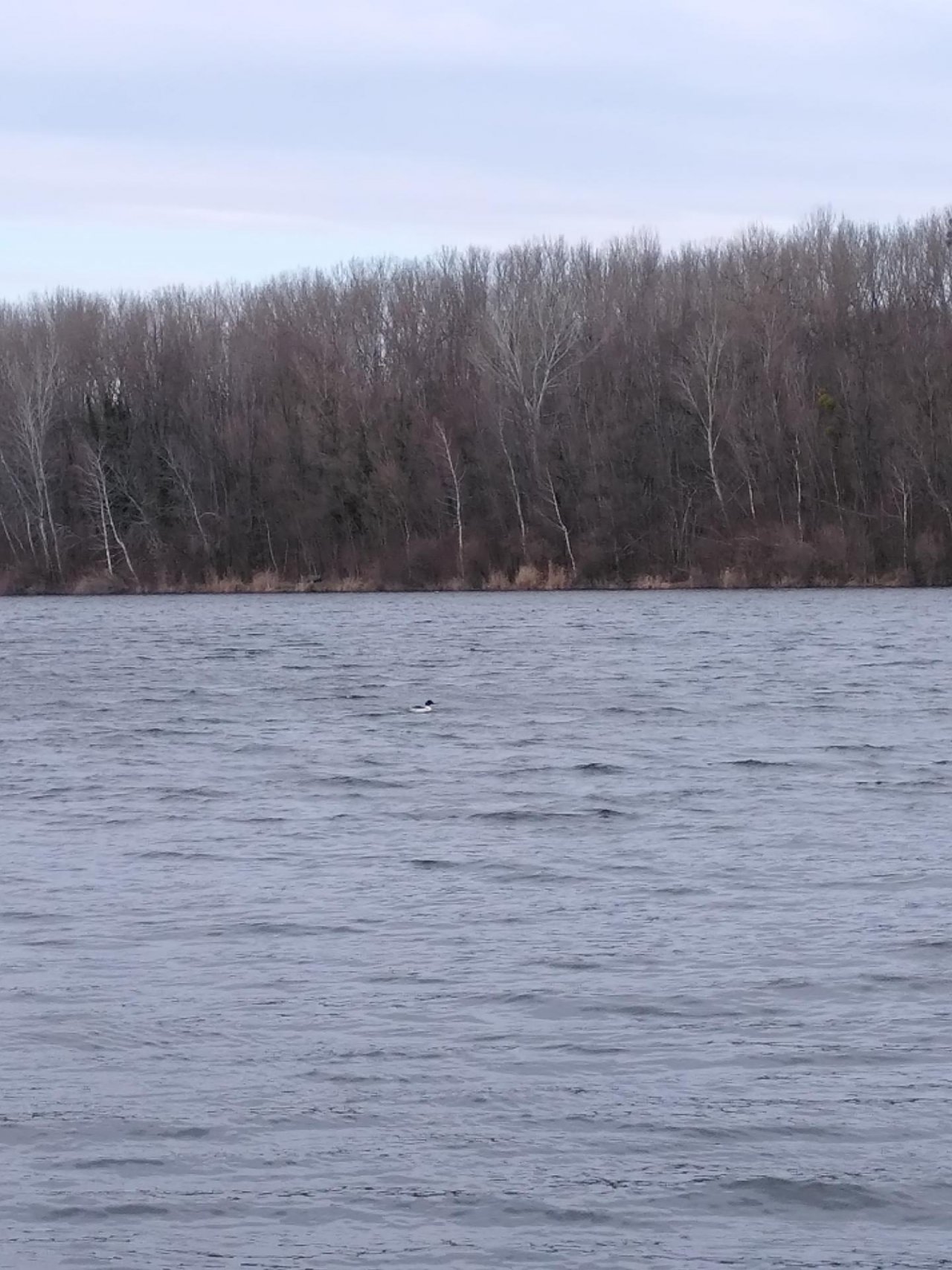 Animals in NatureSpots App spotted by TheOSWR on 26.01.2021