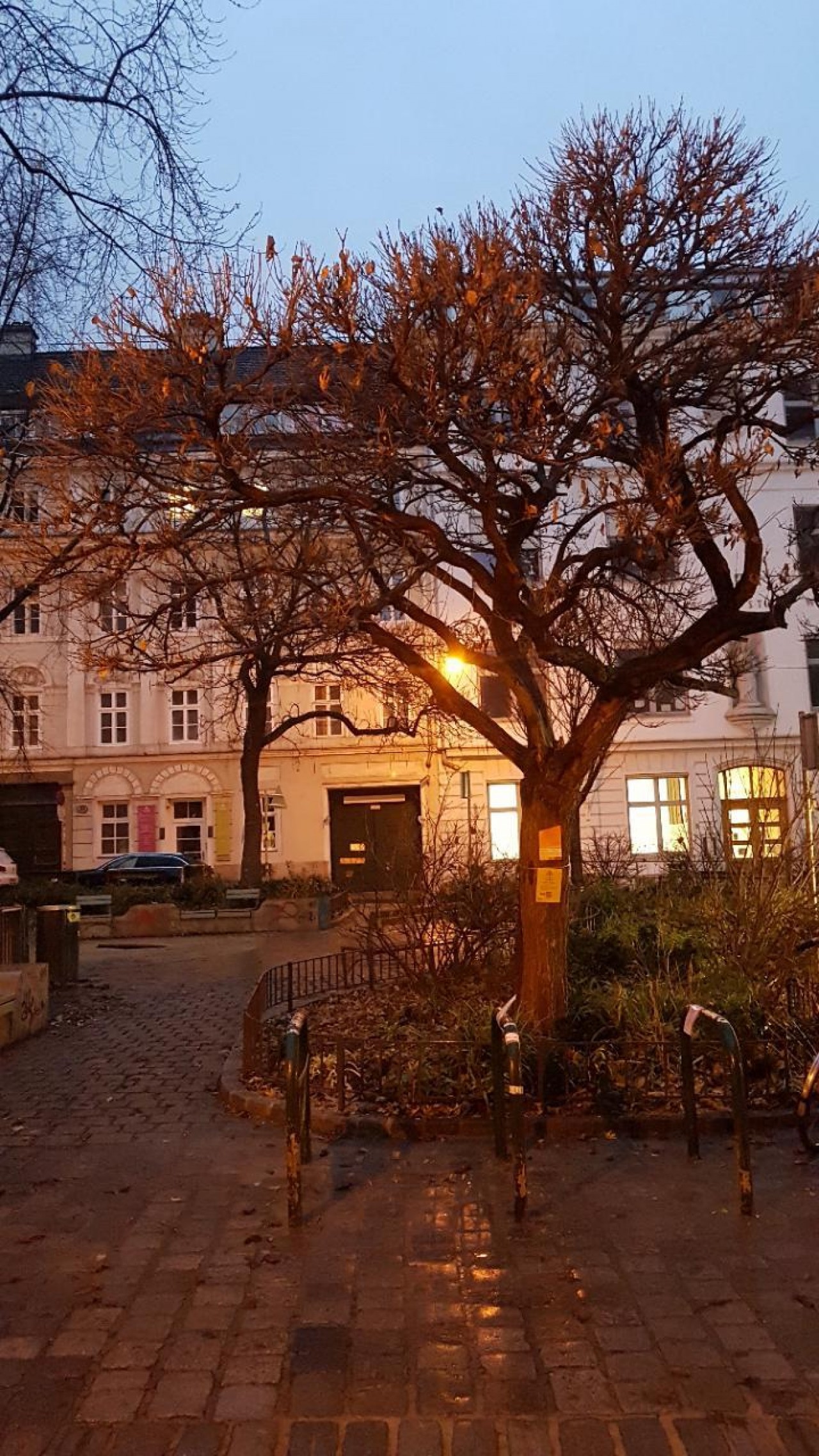 Kugeltrompetenregen, 
Andere Phase, entlaubt war schon. | Naturkalender App | 10.12.2020