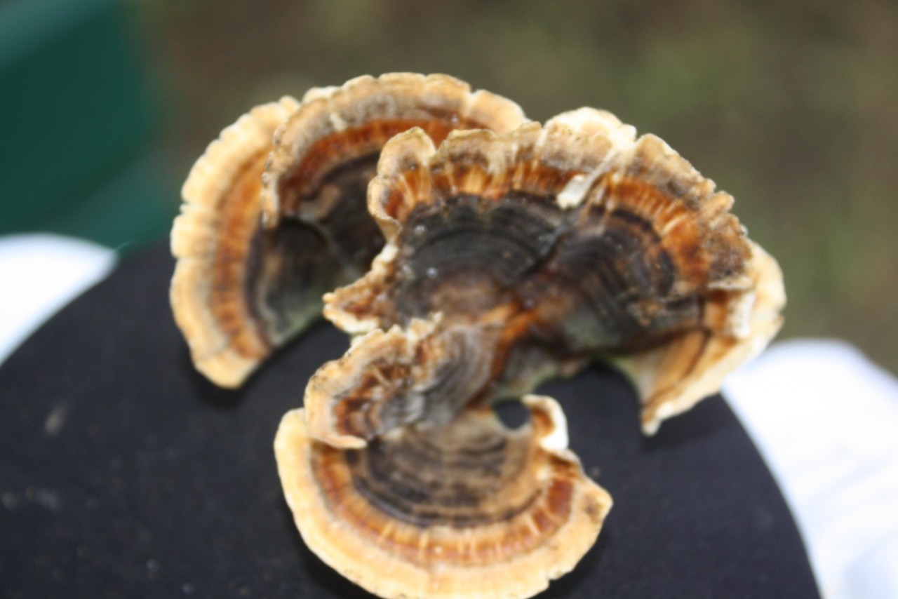 Schmetterlings-Tramete (Trametes versicolor,),
on a branch; deciduous tree; deadwood; lying; | Pilzfinder 