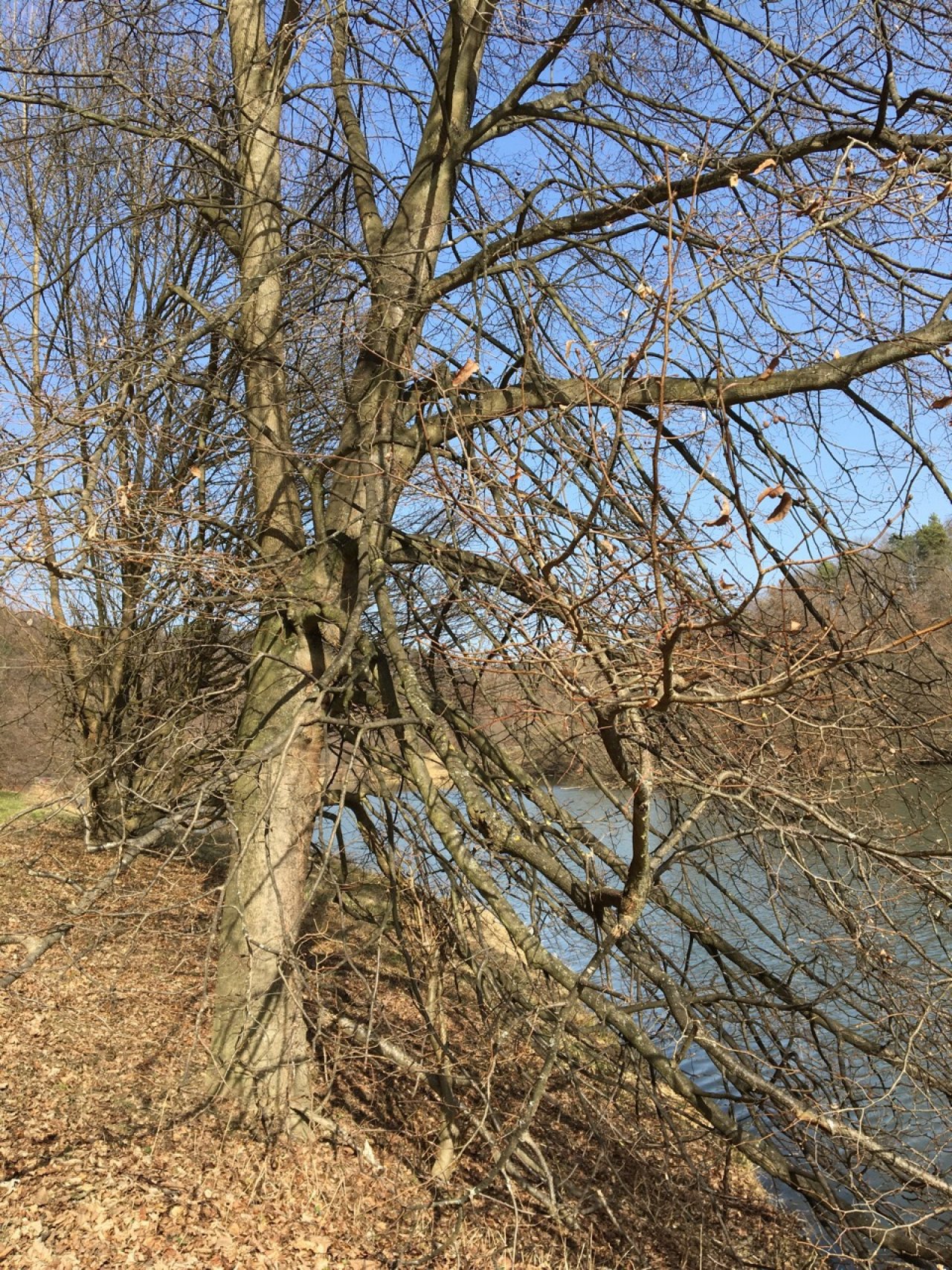 Winterlinde in Naturkalender App spotted by Seidelbast on 25.02.2021