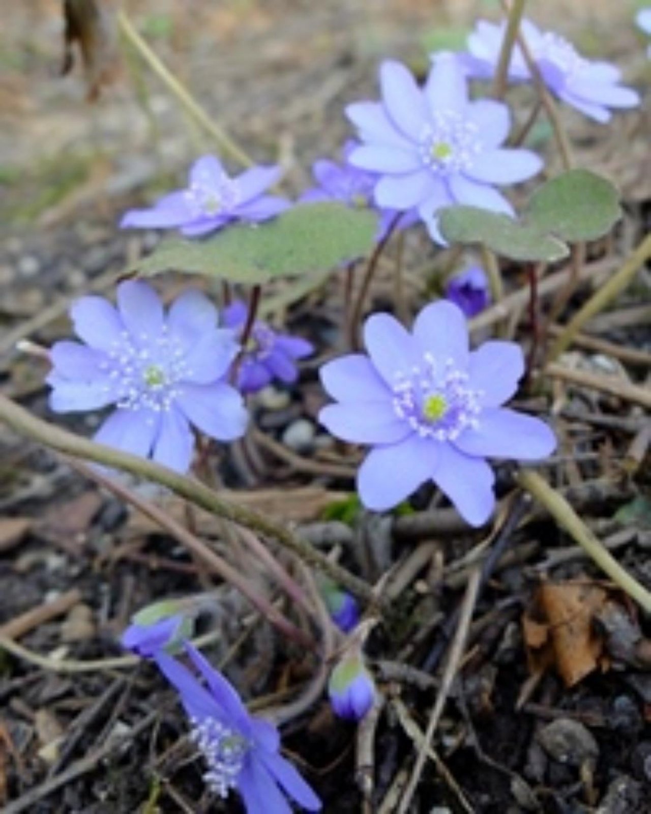Eine andere Art in Naturkalender Oberösterreich App spotted by Siegfried Leitner on 08.03.2021
