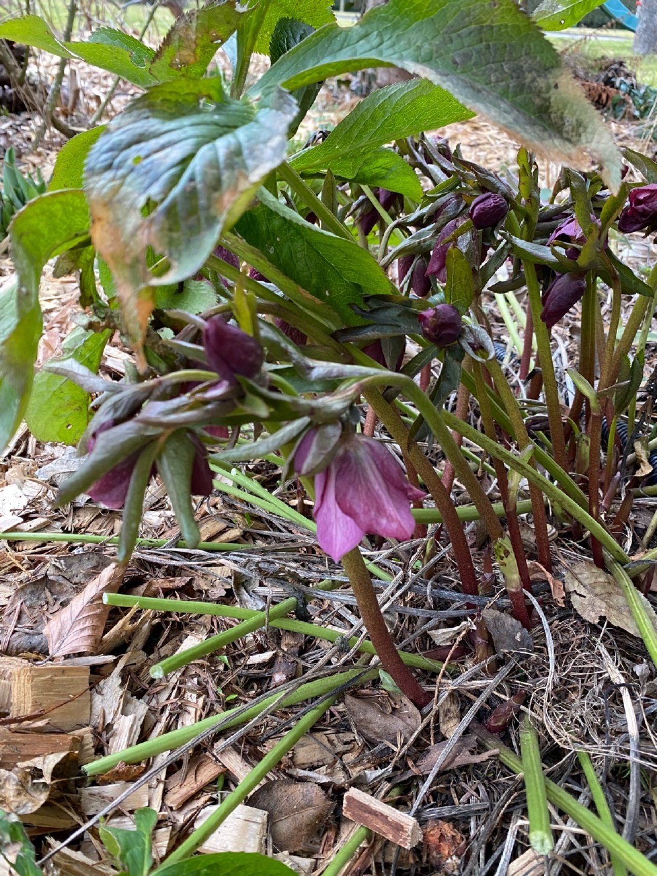 Eine andere Art in Naturkalender Oberösterreich App spotted by Fee on 03.03.2021