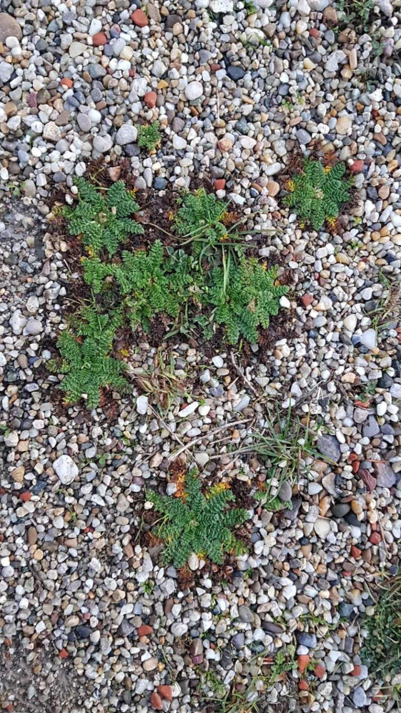 Eine andere krautige Art in Naturkalender App spotted by Ka vonSeiten on 30.12.2020