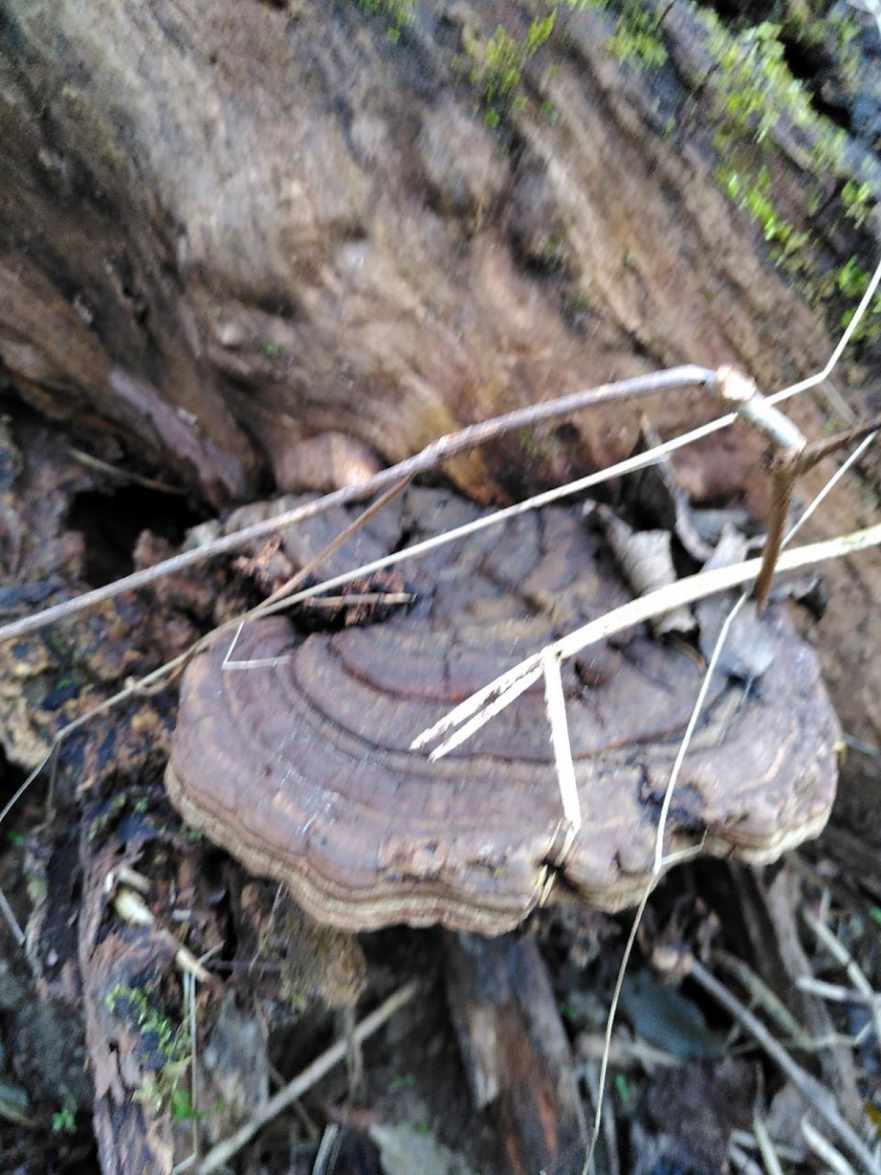 Zunderschwamm in Pilzfinder App spotted by TheOSWR on 20.12.2020