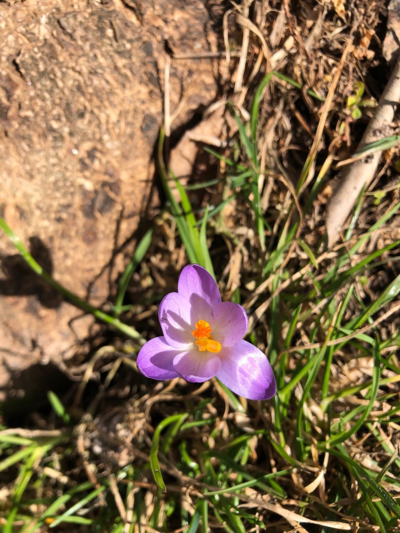 Herbstzeitlose in Naturkalender App spotted by Magdalena Knoll on 25.02.2021