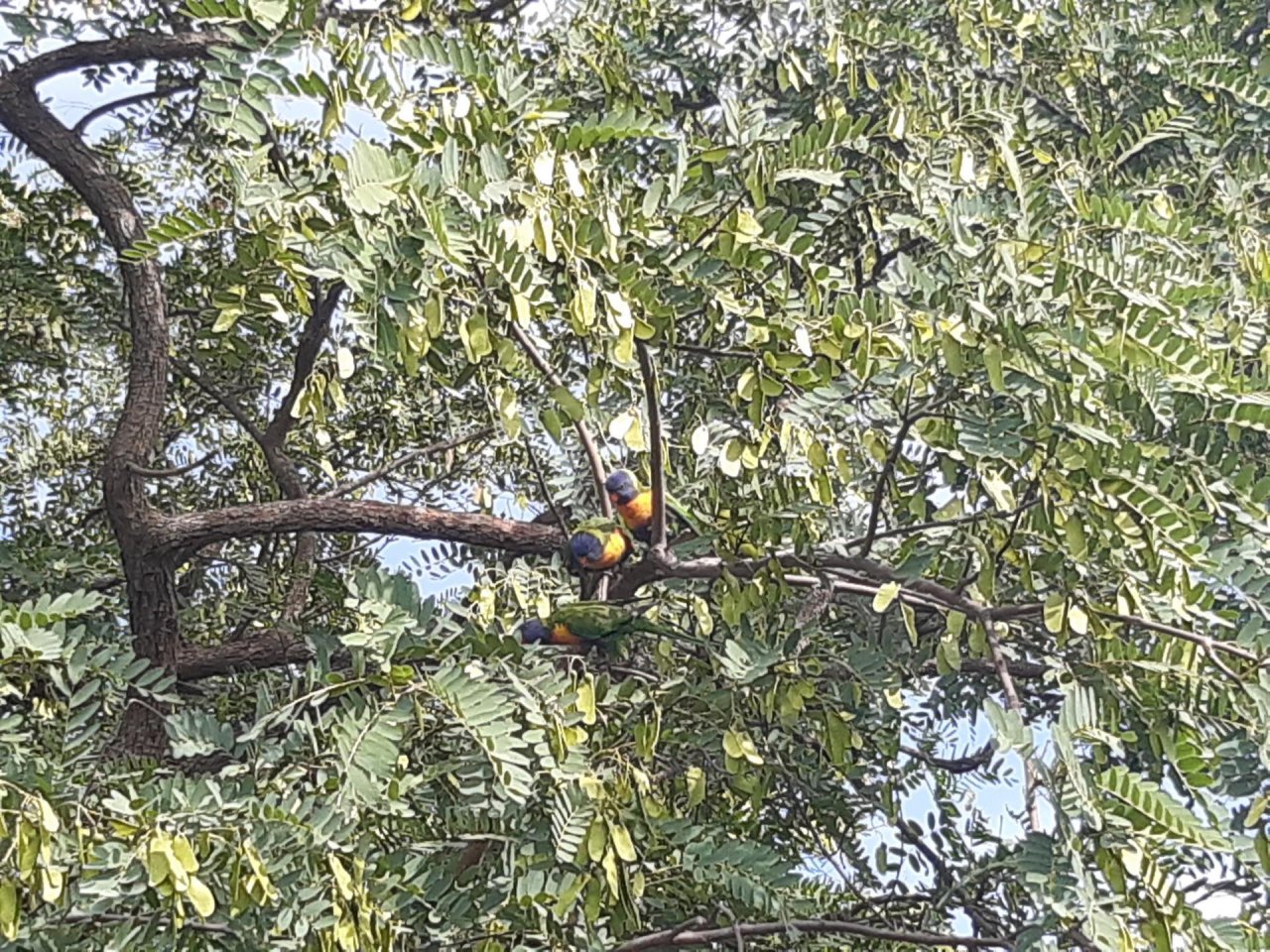 Other bird in Big City Birds App spotted by Feather on 21.12.2020