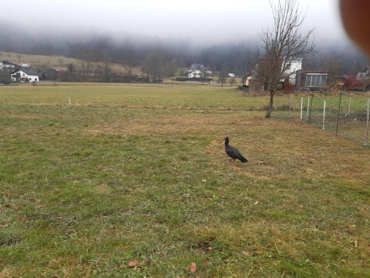 Waldrapp in Forschen im Almtal App spotted by Pamela Leberbauer on 21.12.2020