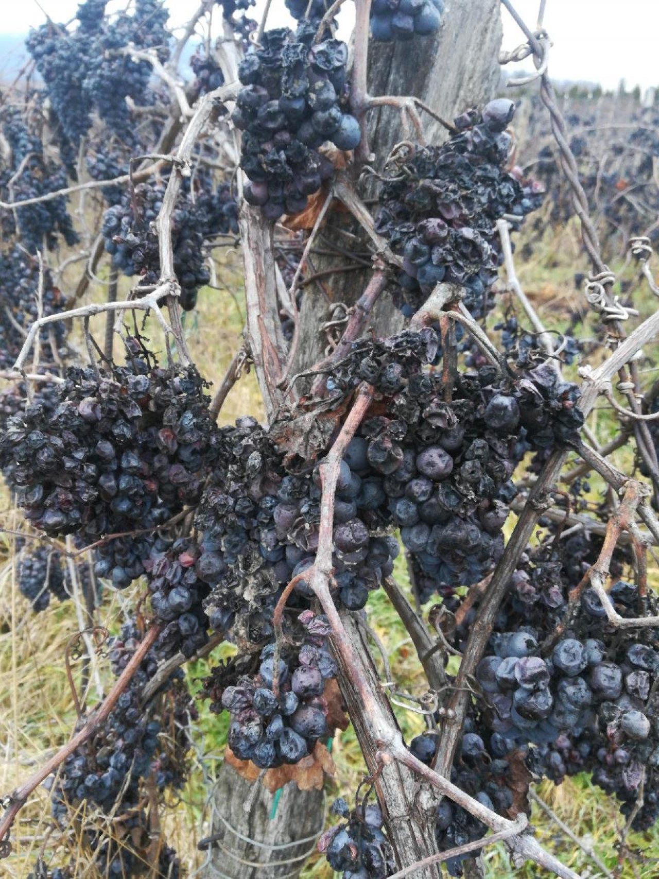 Eine andere Obstart in Naturkalender App spotted by Elisabeth Haselberger on 20.12.2020