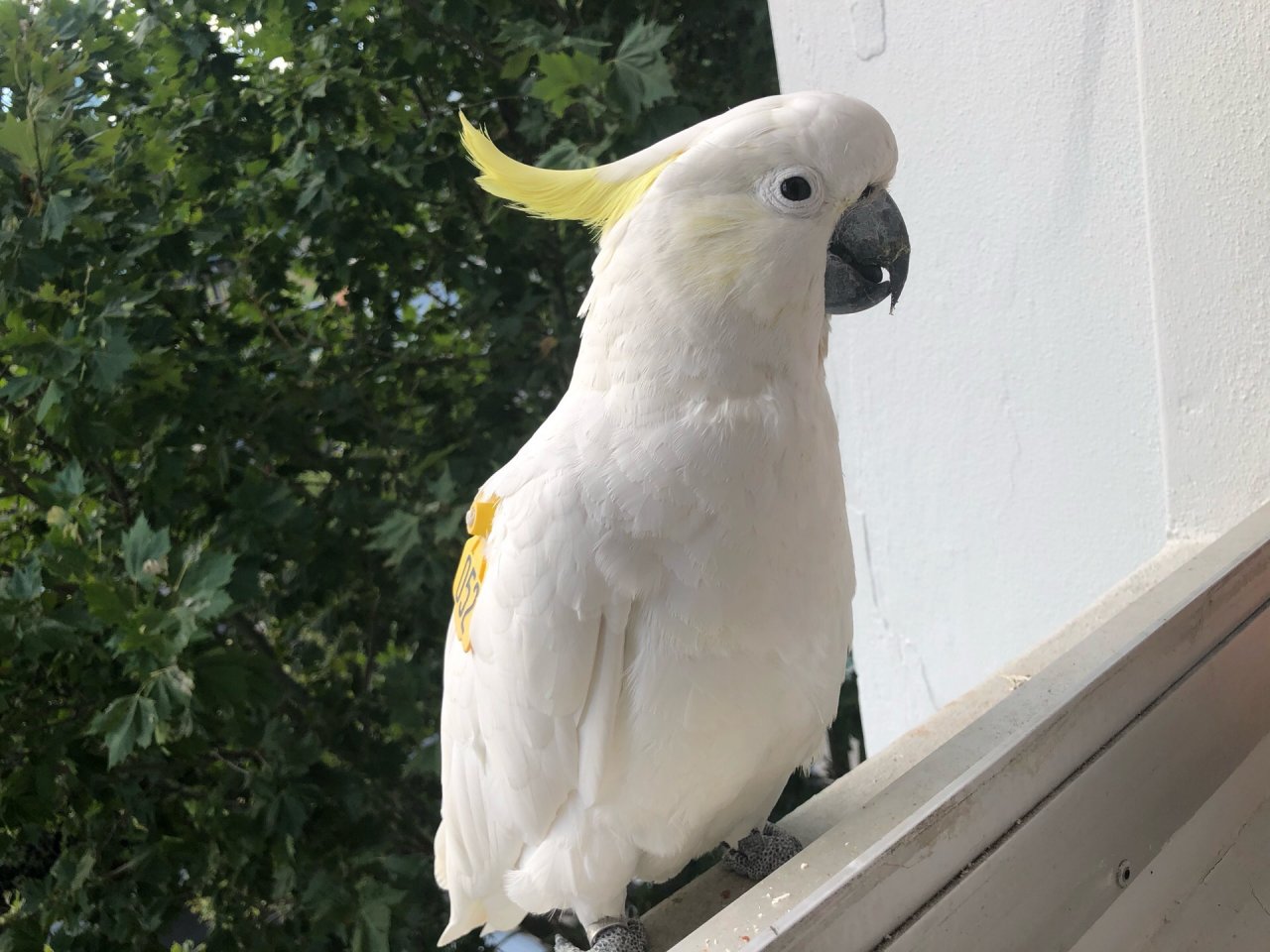 Sulphur-crested Cockatoo in Big City Birds App spotted by Lexie on 12.12.2020