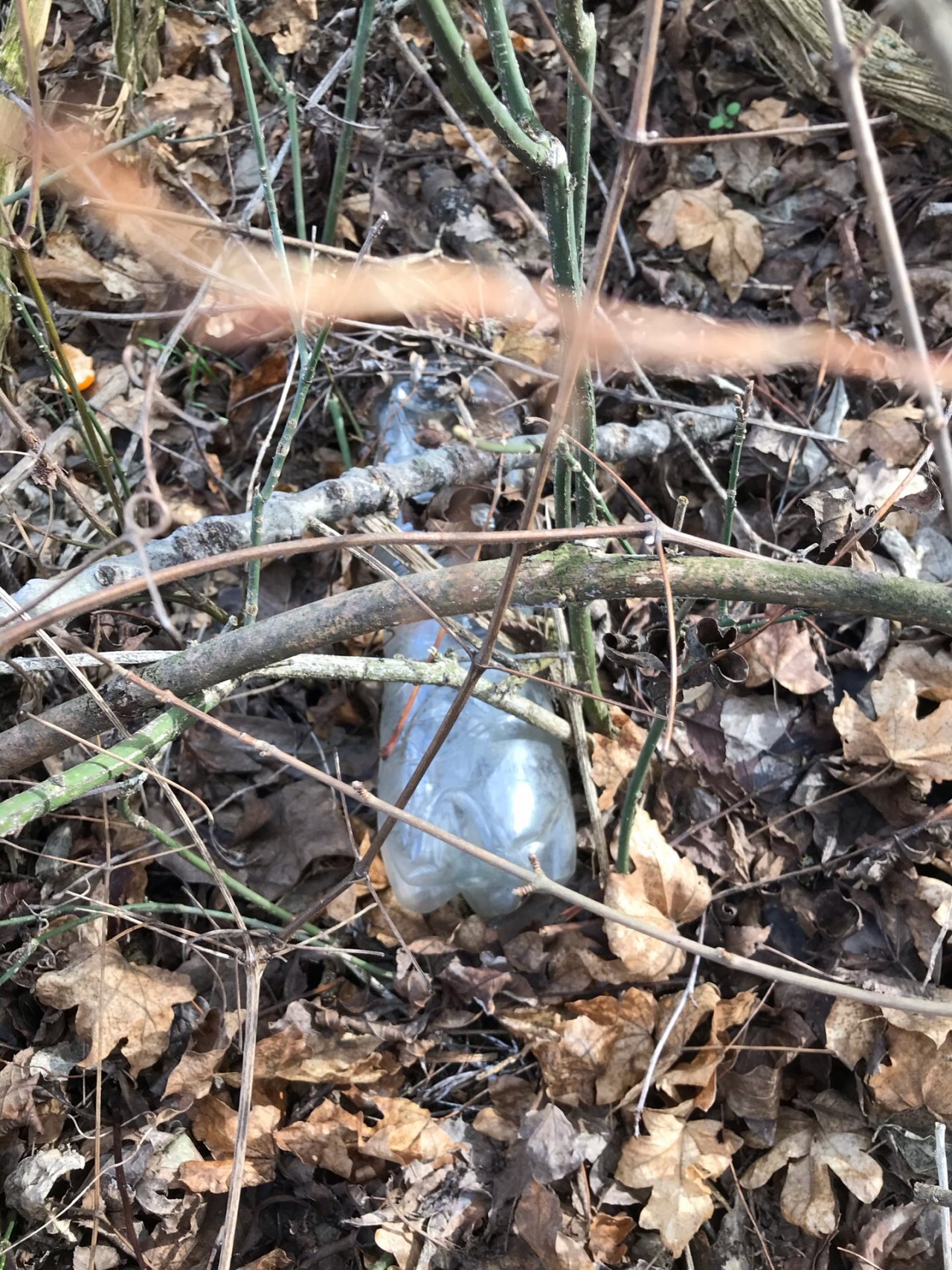 litter in DRECKSPOTZ | GLOBAL 2000 App spotted by Gabriele Kriz on 04.02.2021