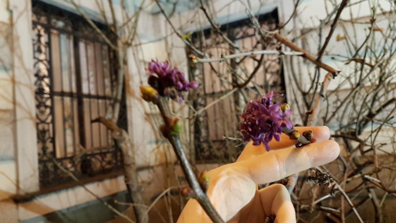 Nachtrag noch von Dienstags. 
Scheint wohl ein Blühbeginn zu sein. Verrückt.