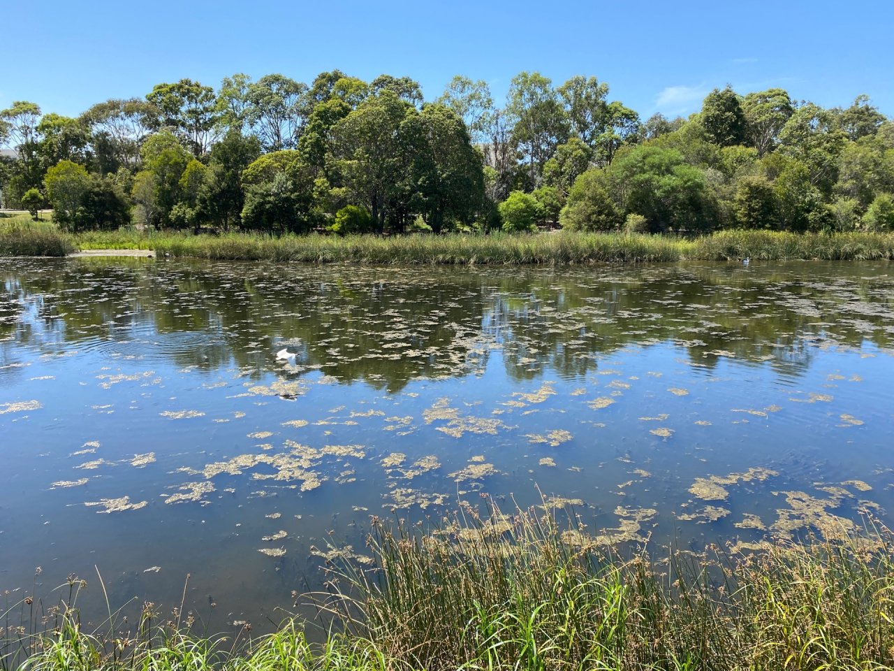 Other bird in Big City Birds App spotted by Dieter Hochuli on 23.01.2021