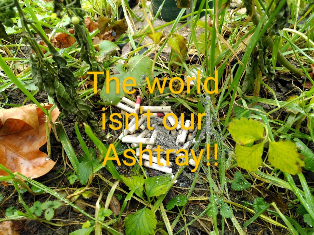 litter in DRECKSPOTZ | GLOBAL 2000 App spotted by TheOSWR on 22.12.2020