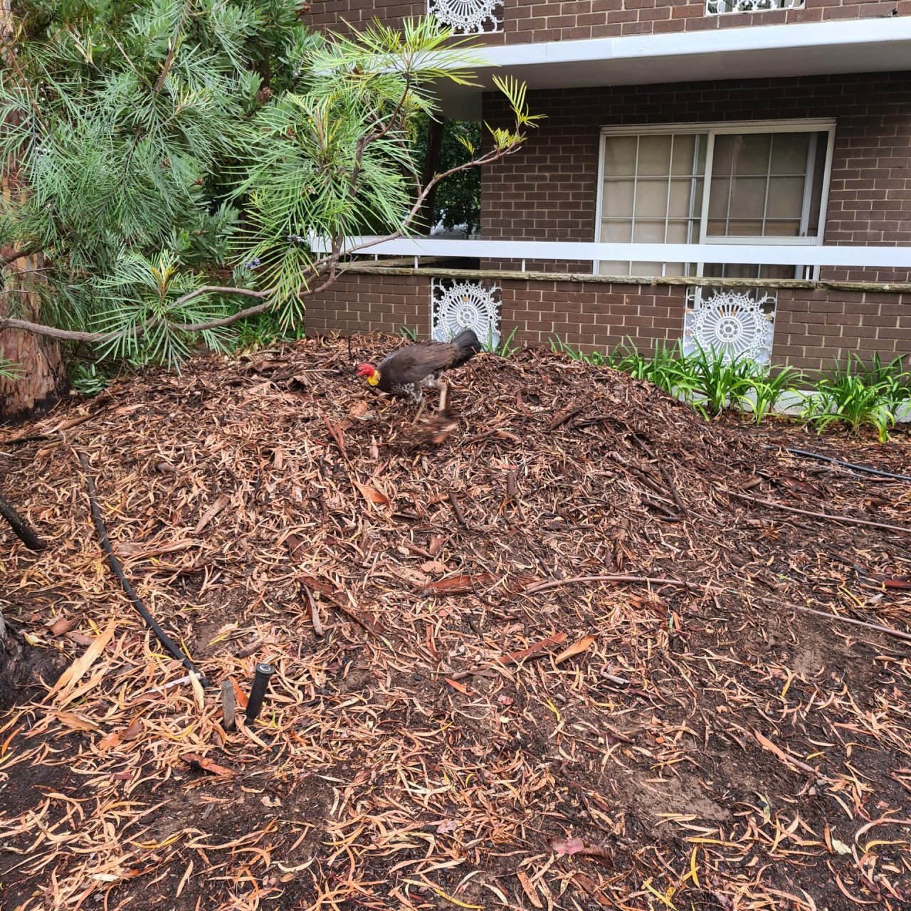 Brush-turkey in Big City Birds App spotted by Jane Hall on 15.12.2020
