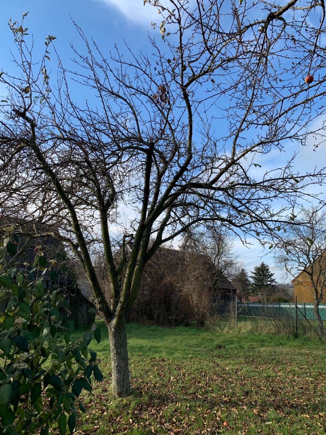 Nur mehr an manchen Astspitzen sind auf dem Apfelbaum noch Blätter. | 