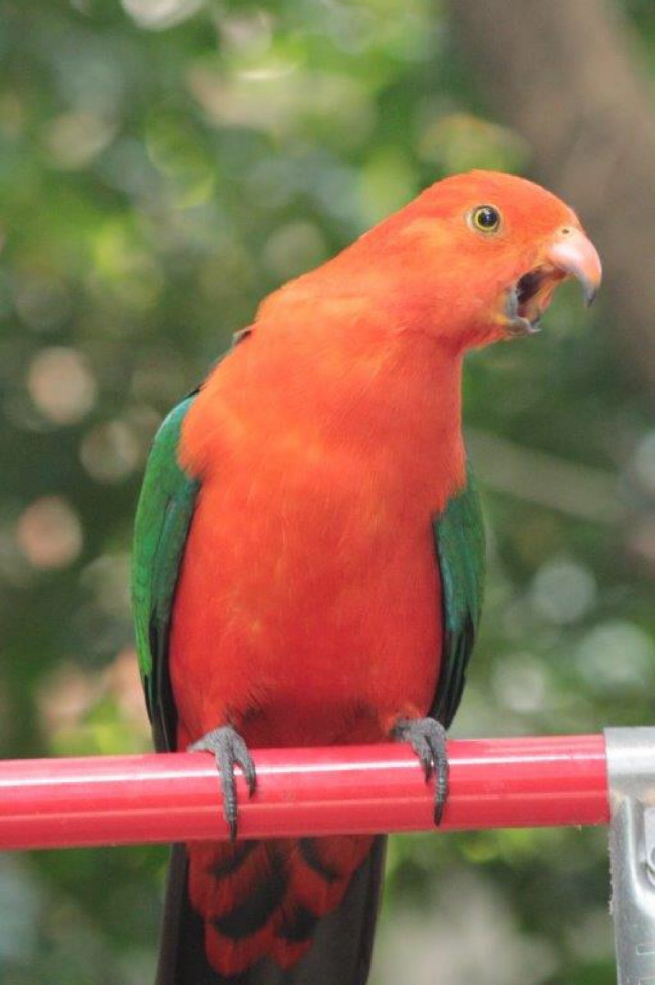 Other bird in Big City Birds App spotted by Gert on 25.01.2021