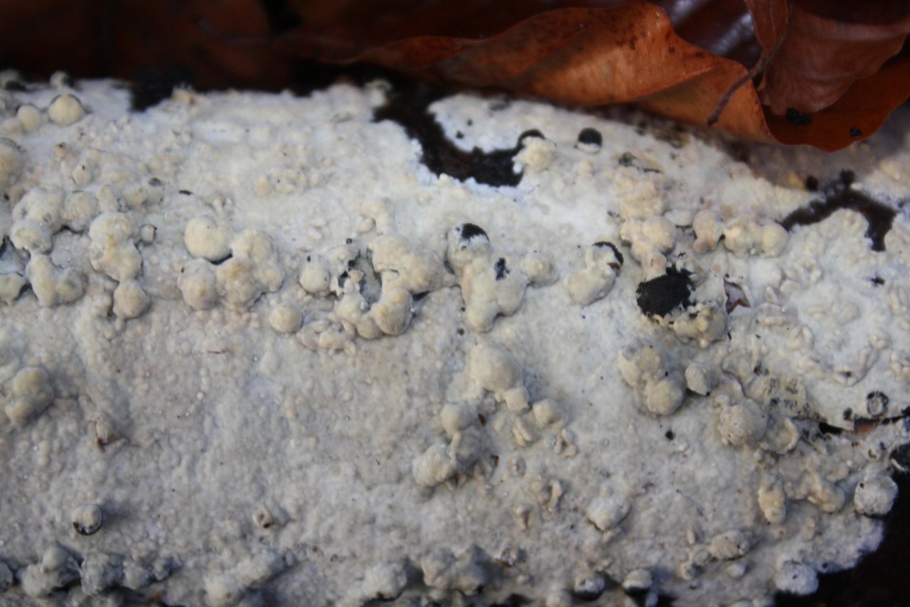 anderer Schichtpilz in Pilzfinder App spotted by Treitner on 15.12.2020