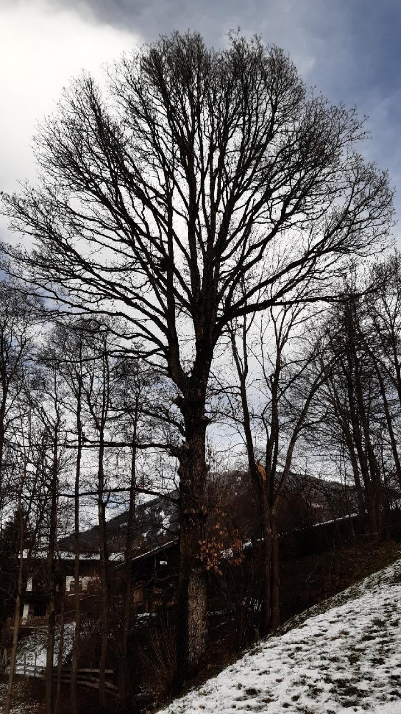 Entlaubt | Naturkalender App | 08.12.2020