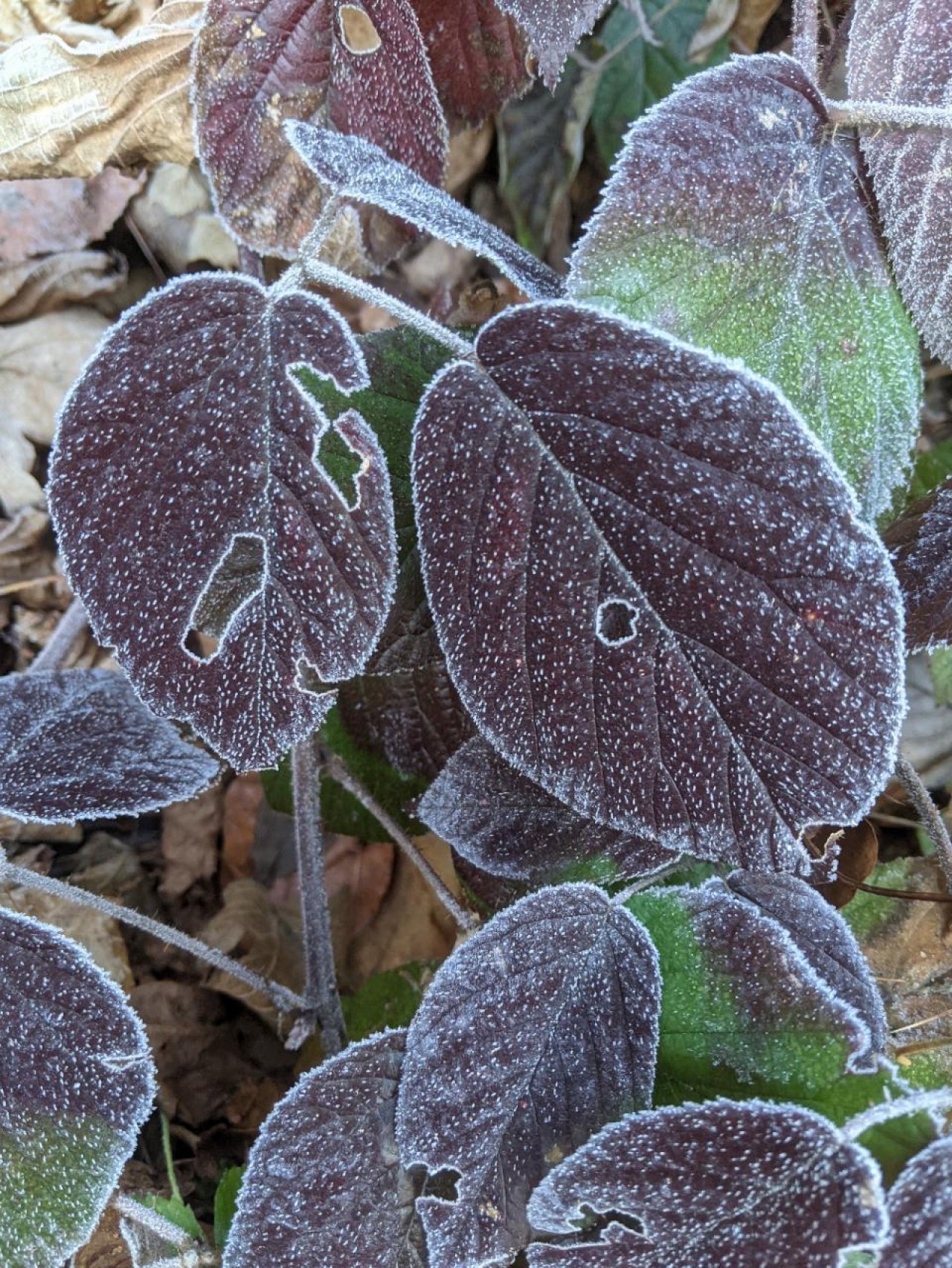 Eine andere Strauchart in Naturkalender App spotted by Heemuul on 18.12.2020