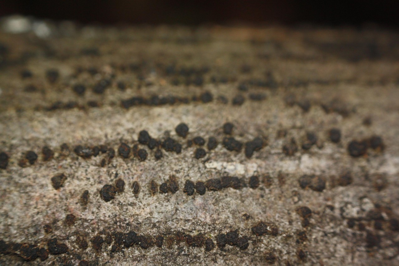 Zusammengedrängte Kohlenbeere( HYPOXYLON COHAERENS),
on a branch; deciduous tree; deadwood; lying; | 